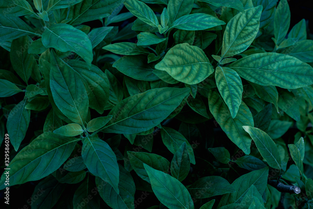 closeup nature view of green leaf texture, dark wallpaper concept, nature background, tropical leaf closeup nature view of green leaf texture, dark wallpaper concept, nature background, tropical leaf