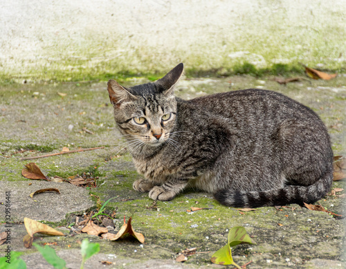gato rajado na calçada © Maria Novas