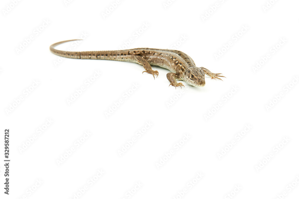 brown lizard on a white background with copy space brown lizard on a white background with copy space