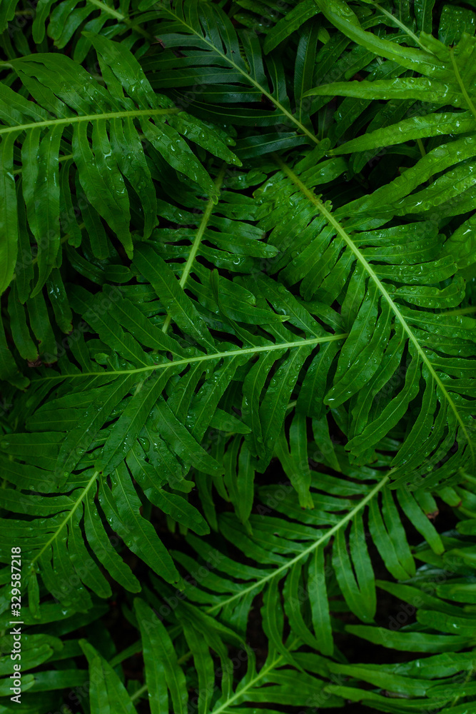 abstract green fern leaf texture and water drop, dark blue tone nature background, tropical leaf abstract green fern leaf texture and water drop, dark blue tone nature background, tropical leaf