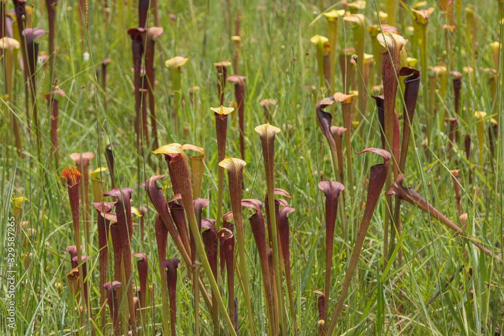 Obraz premium Sarracenia alata im Stone County, Mississippi