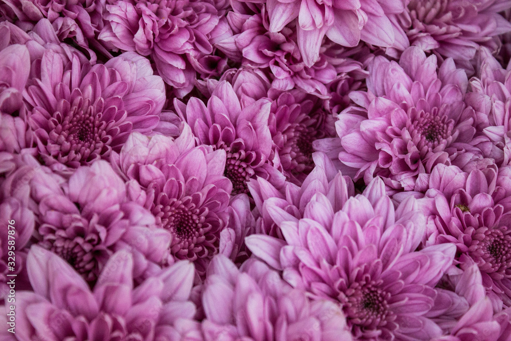 Flores lilás