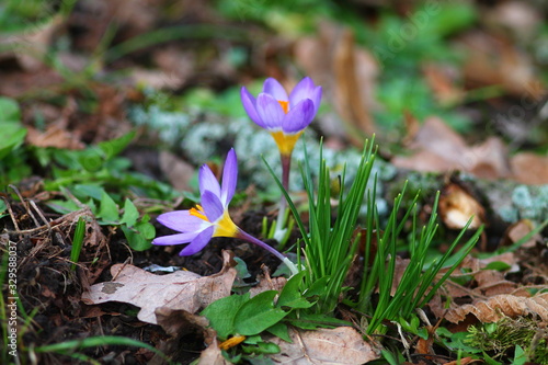 First spring flowers. Bright purple crocuses in the grass on german spring lawn. 