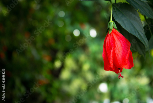 red flower in the garden