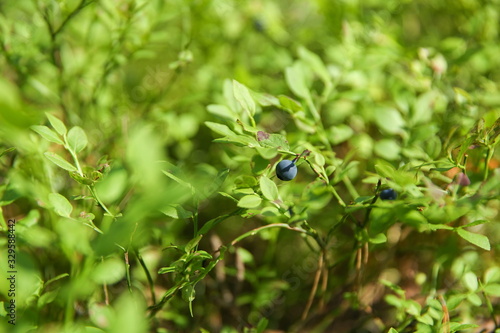 blueberries is on the bushes close up in the forest © Петр Смагин