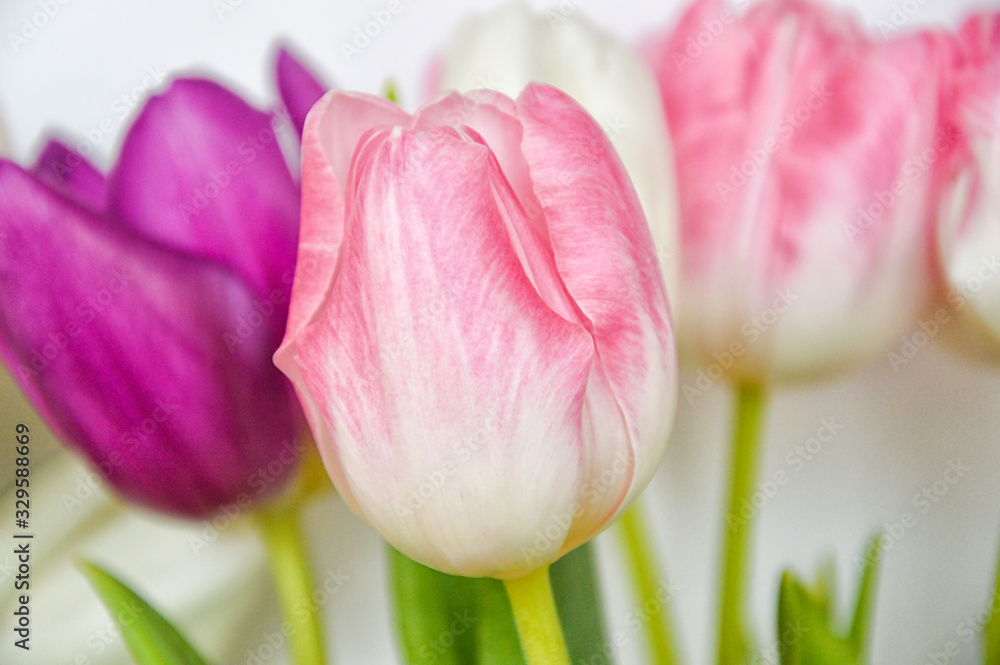 Bouquet of flowers. beautiful pink, white and purple tulips. Bouquet of flowers. beautiful pink, white and purple tulips.