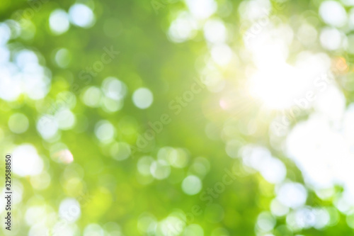 Green bokeh abstract background. Blurred green leaves of big tree with sun rays and flares. 