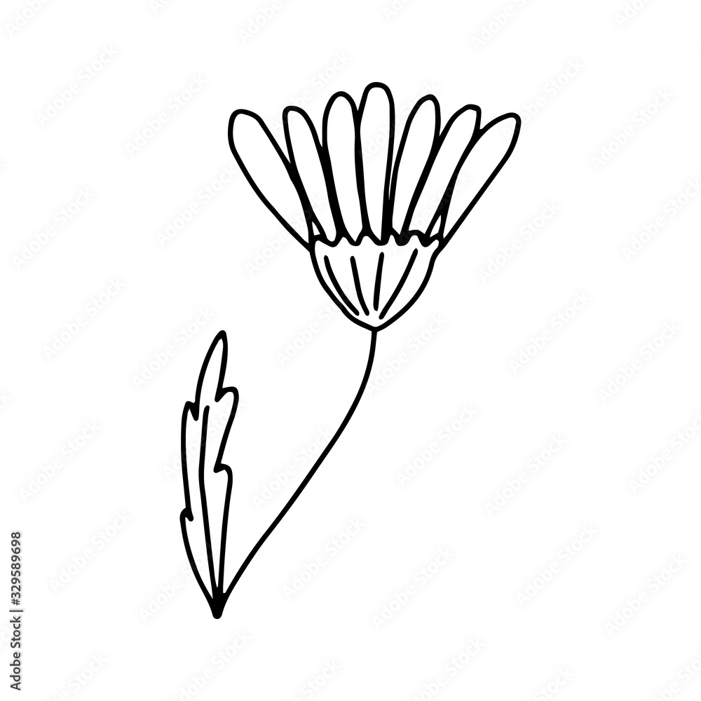 Daisy flower with closed petals in the Doodle style .Black and white image isolated on a white background.Contour drawing.Vector illustration. Daisy flower with closed petals in the Doodle style .Black and white image isolated on a white background.Contour drawing.Vector illustration.