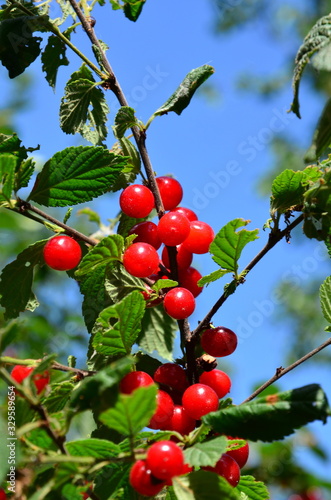 A bush of Chinese felt cherry with ripe berries.