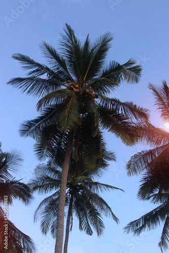 Coconut plam tree With the sky Sunlight