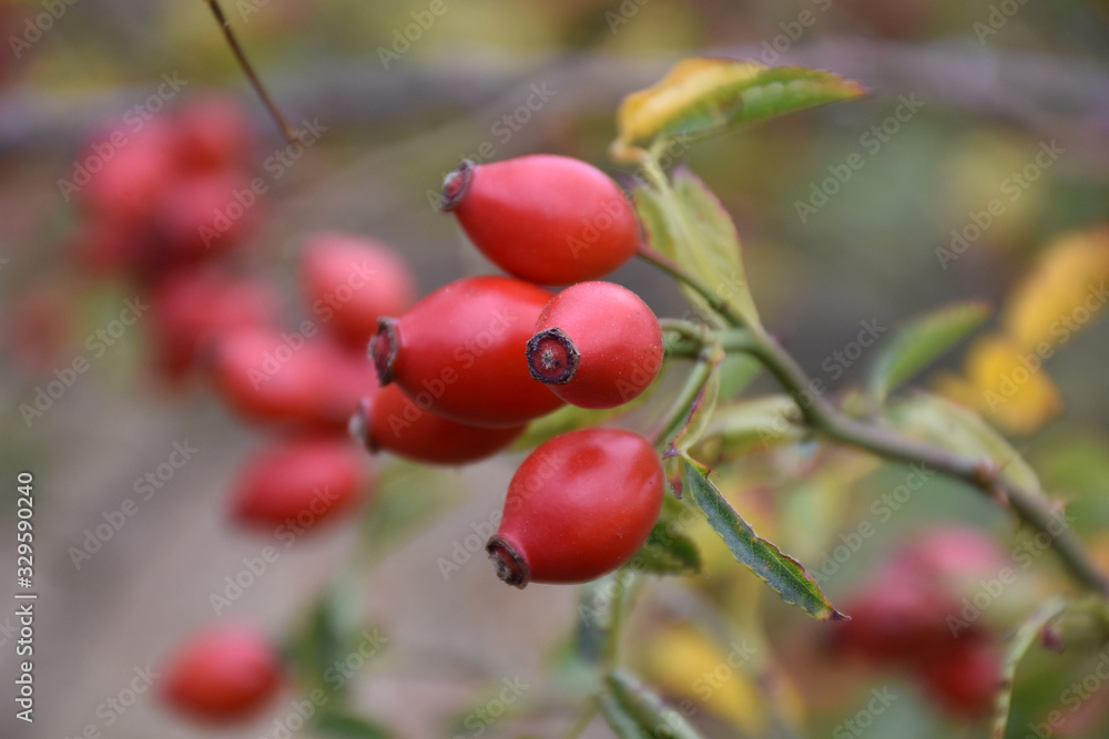 Obraz premium Gently red rosehip fruit with petioles on one thin twig
