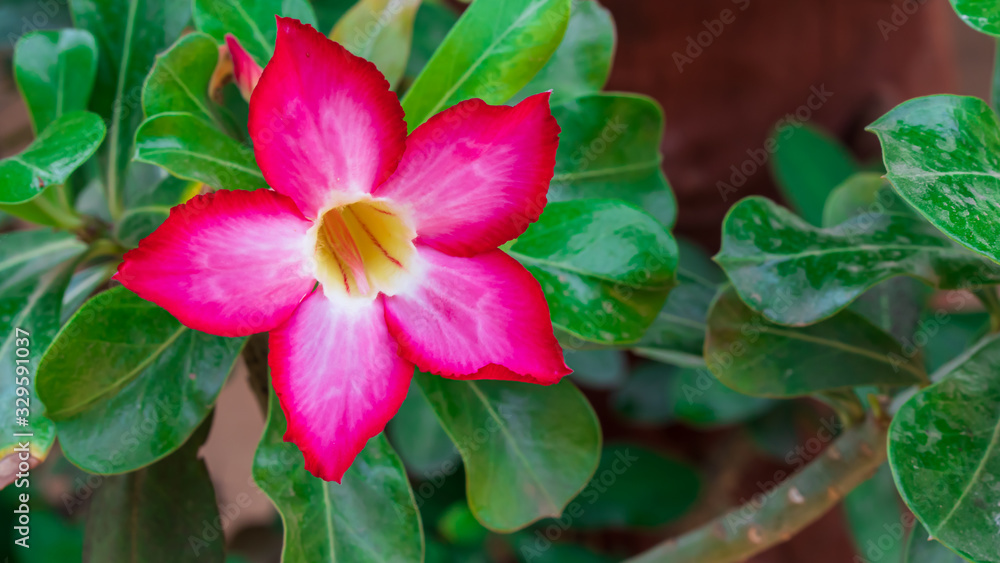 Red Desert Rose flower. Red Desert Rose flower.