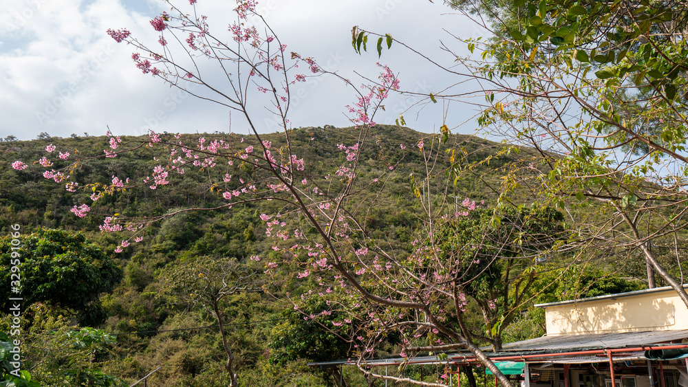 Obraz premium Cherry Blossoms in Hong Kong