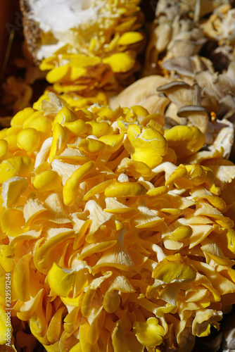 Yellow gold oyster mushrooms  Pleurotus citrinopileatus  at the farmers market