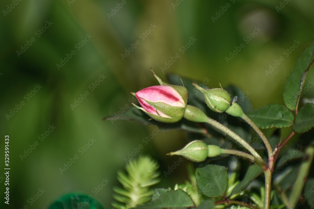 bud of a flower bud of a flower