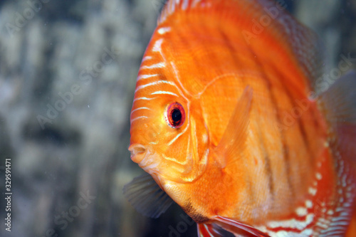 Round striped aquarium fish close up photo