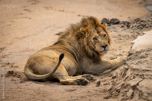 Male lion lies on sand turning head