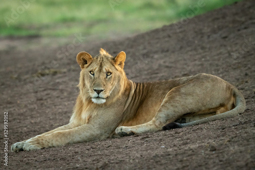Male lion lies on slope watching camera