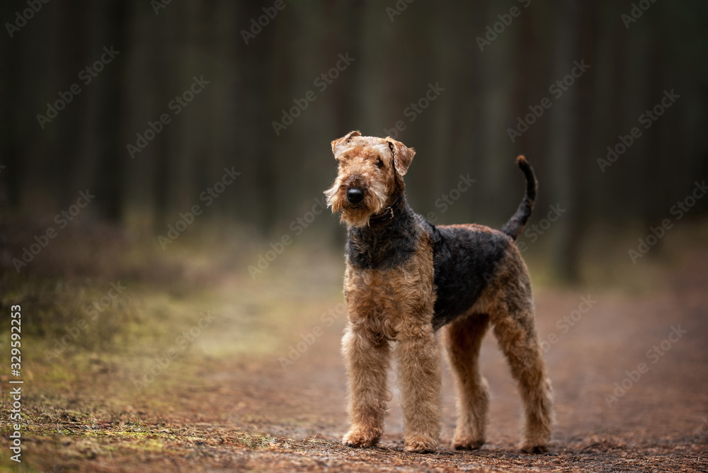 airedale terrier dog standing in the forest airedale terrier dog standing in the forest
