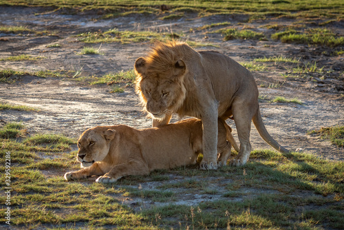 Male lion mates with lioness on savannah