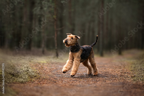 Bild auf Leinwand airedale terrier dog running in the forest