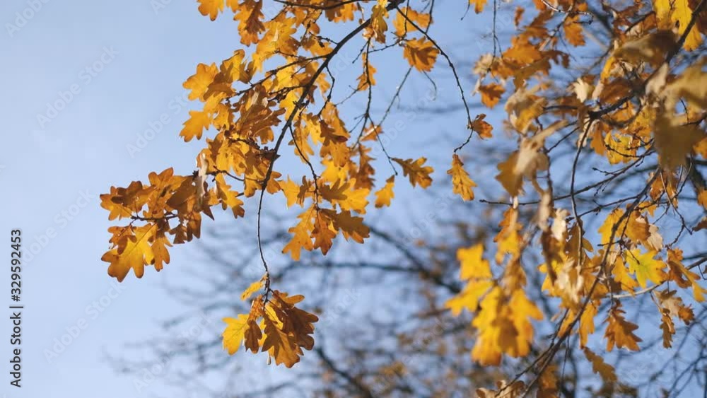 The wind sways the yellow leaves of maple on the branches in the park in the fall. The wind sways the yellow leaves of maple on the branches in the park in the fall.