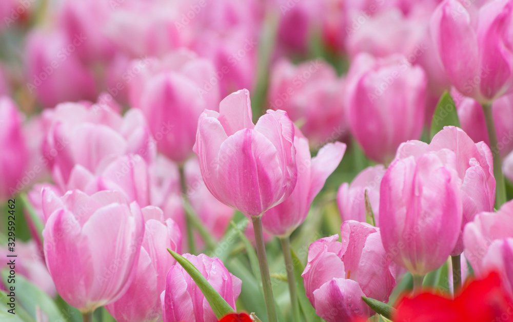 Fototapeta premium pink tulips in garden