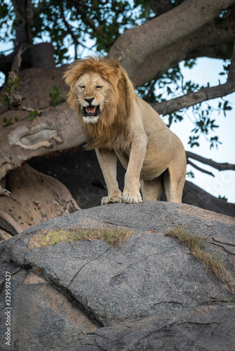 Male lion roars from top of rock