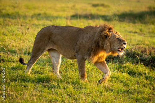 Fototapeta Naklejka Na Ścianę i Meble -  Male lion roars while walking in savannah