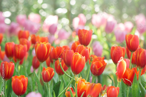 Tulip. Beautiful bouquet of tulips. colorful tulips. tulips in spring