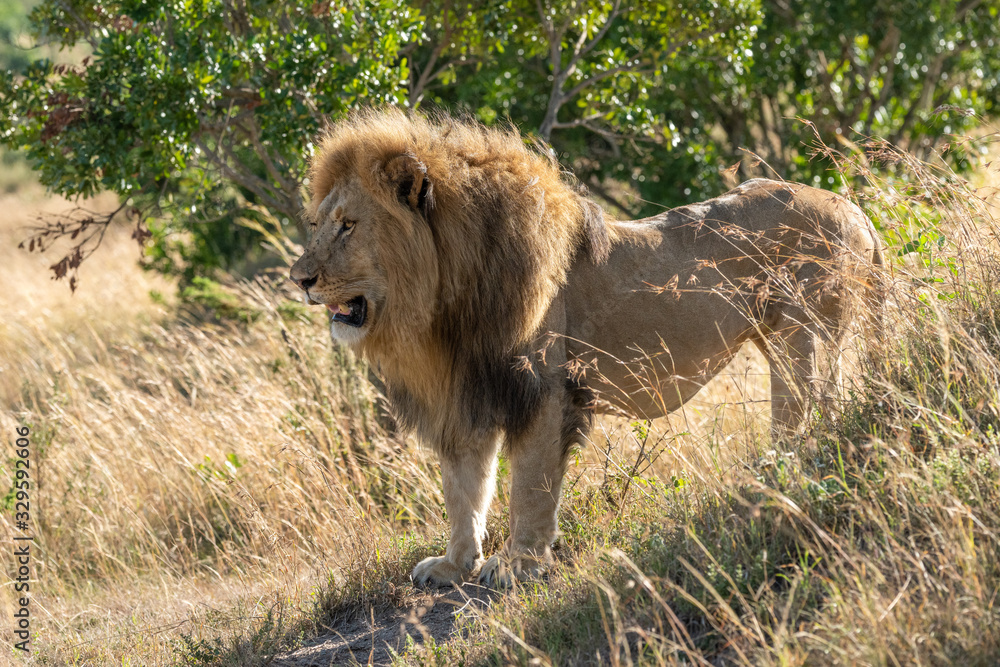 Male lion standing in profile on bank Male lion standing in profile on bank