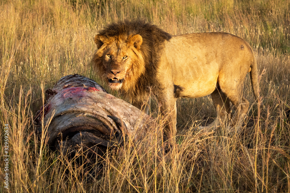 Male lion standing with kill watches camera Male lion standing with kill watches camera