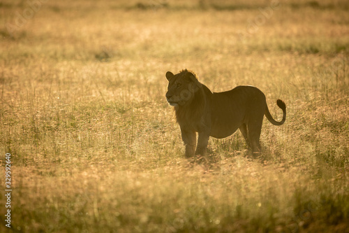 Fototapeta Naklejka Na Ścianę i Meble -  Male lion stands backlit in long grass