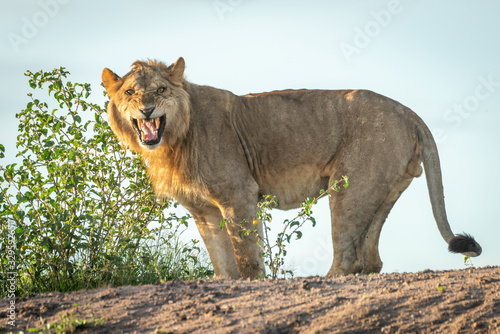 Fototapeta Naklejka Na Ścianę i Meble -  Male lion stands baring teeth towards camera