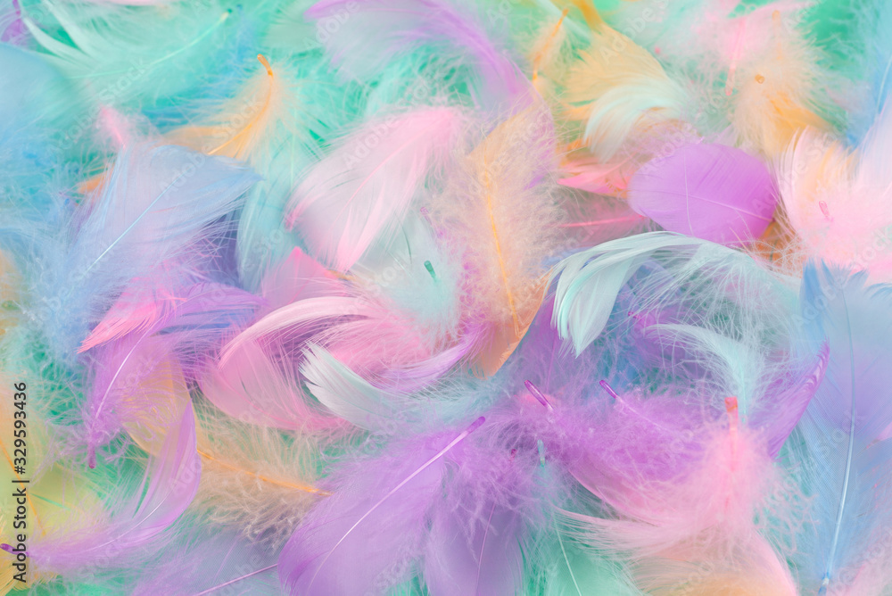 Fototapeta premium Colorful feather background, top view.