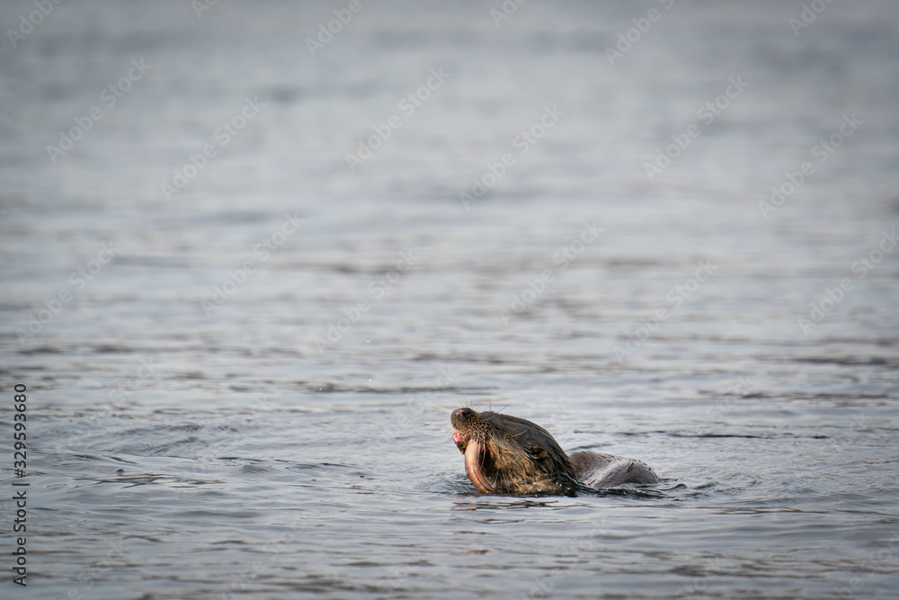 European Otter (Lutra lutra) swimming to shore with a pipe fish European Otter (Lutra lutra) swimming to shore with a pipe fish