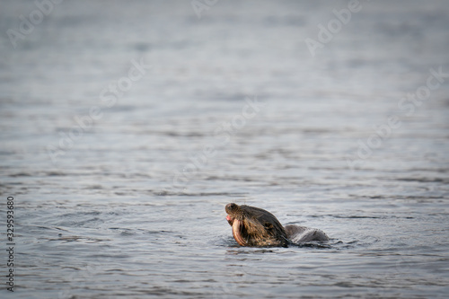 European Otter (Lutra lutra) swimming to shore with a pipe fish