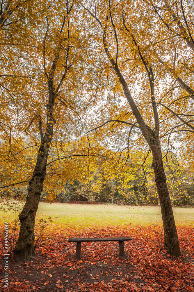 Wooden bench and autumn scene with yellow, orange and red leaves on trees and fallen on the ground Wooden bench and autumn scene with yellow, orange and red leaves on trees and fallen on the ground