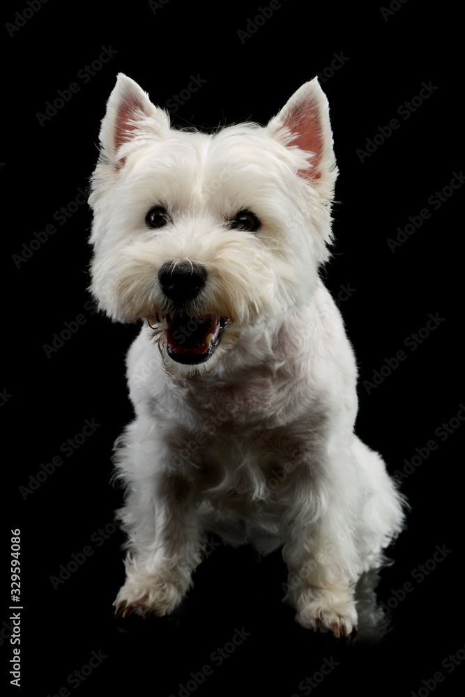 Studio shot of an adorable West Highland White Terrier Studio shot of an adorable West Highland White Terrier