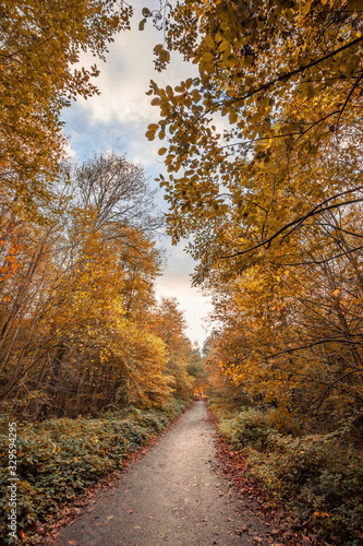 French forest during the Fall season, autumn scene with yellow, orange and red leaves on trees and fallen on the ground © JeanLuc Ichard