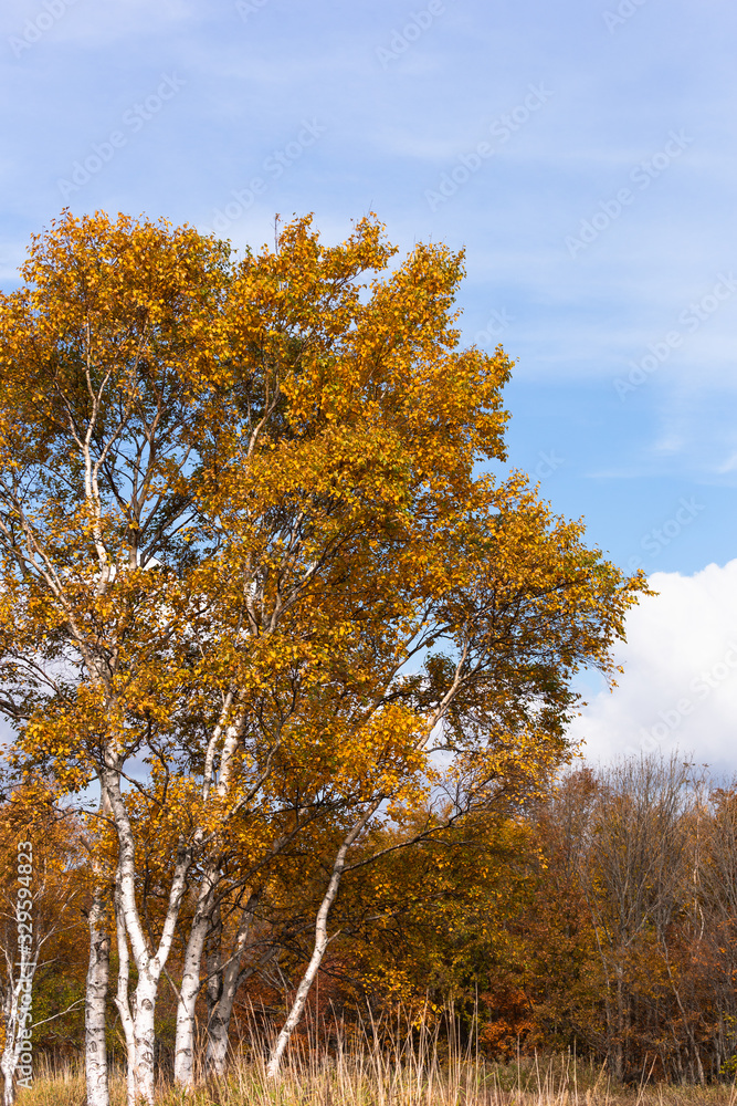 Fototapeta premium 日本・北海道東部の国立公園、白樺の紅葉