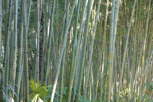 Bamboo forest background