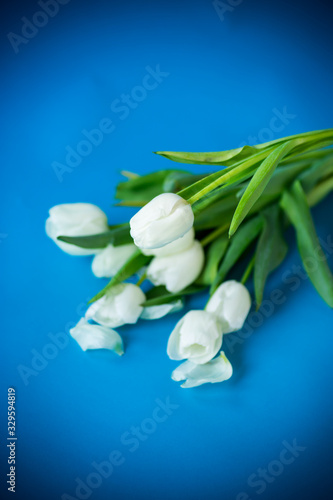 beautiful bouquet of white tulips on blue background