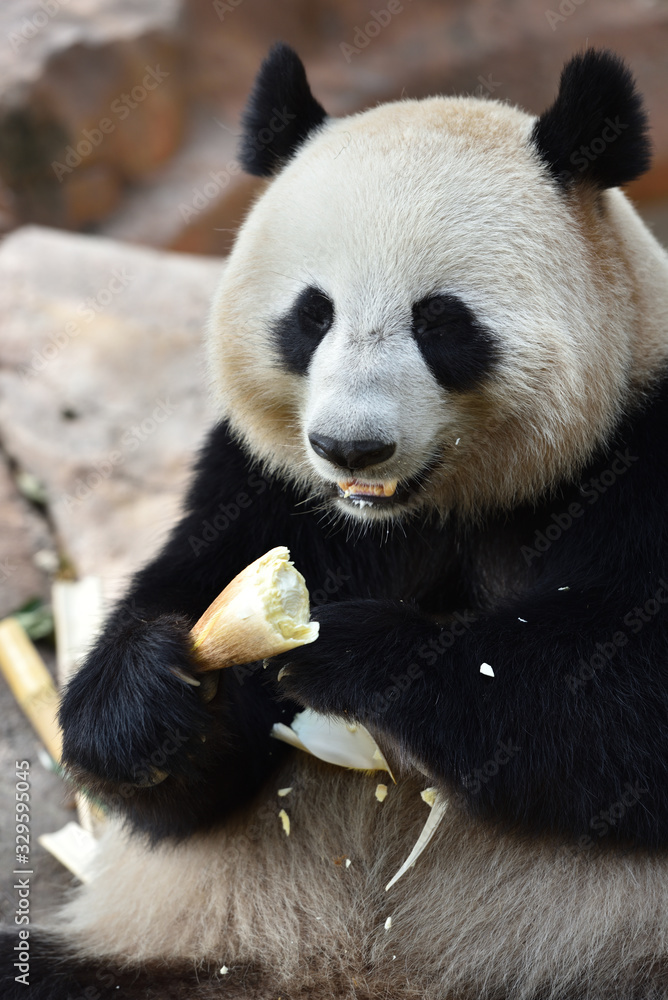 Close-up of Giant Panda in China Close-up of Giant Panda in China