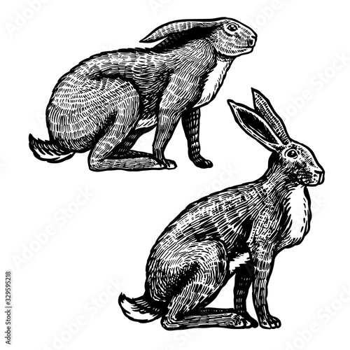 Wild hares. Rabbits are sitting. Forest bunny or coney. Hand drawn engraved old sketch for T-shirt, tattoo or label or poster. Vector illustration.