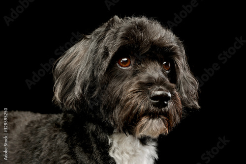 Foto Portrait of an adorable havanese