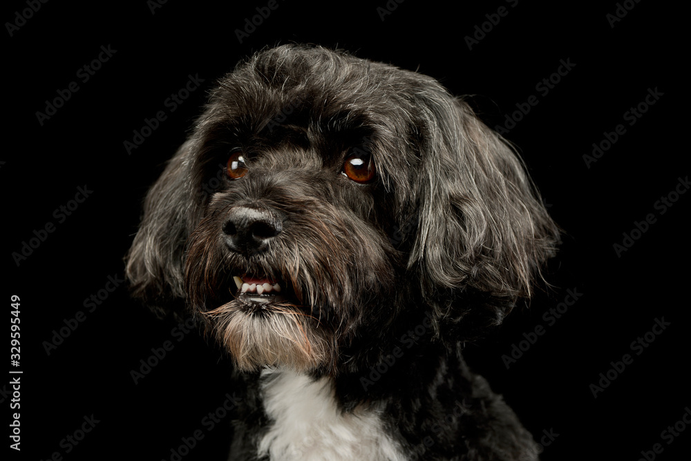 Portrait of an adorable havanese Portrait of an adorable havanese