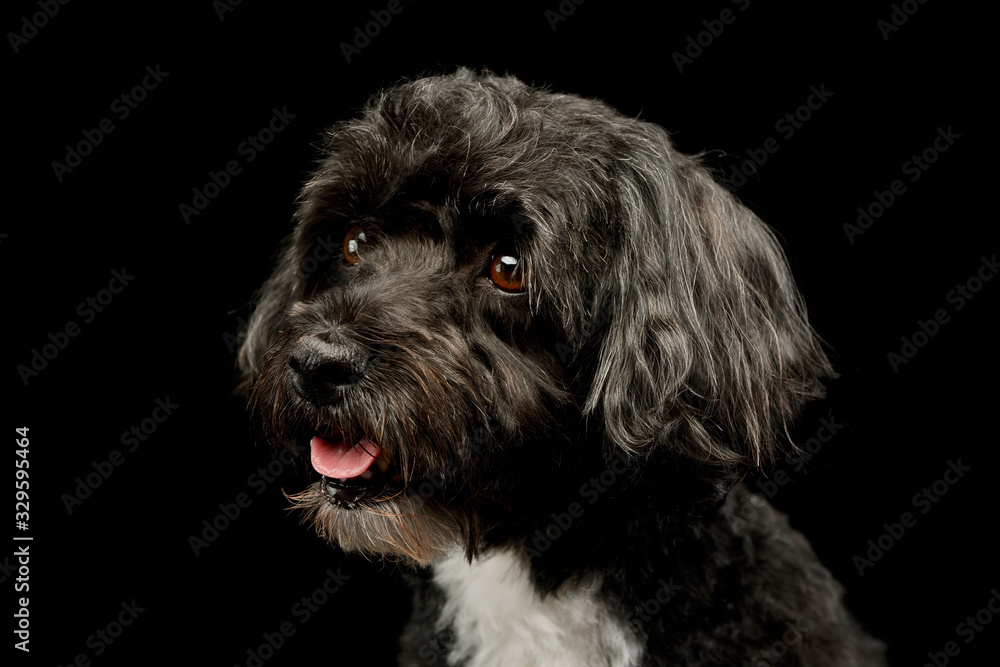 Portrait of an adorable havanese Portrait of an adorable havanese