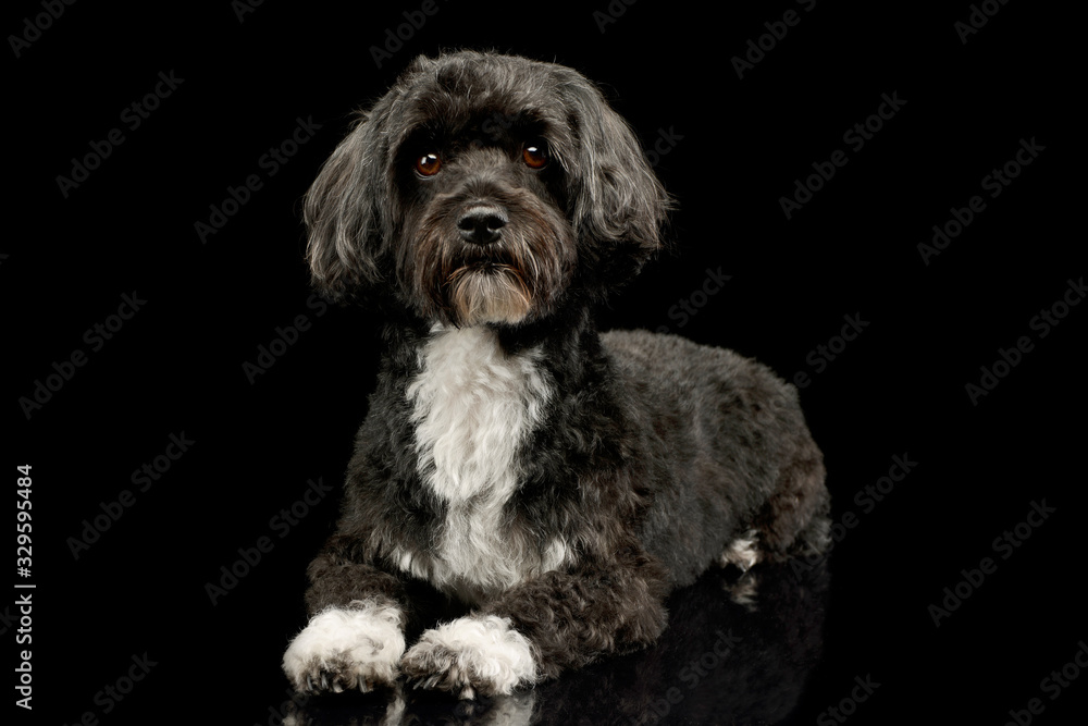 Studio shot of an adorable havanese Studio shot of an adorable havanese