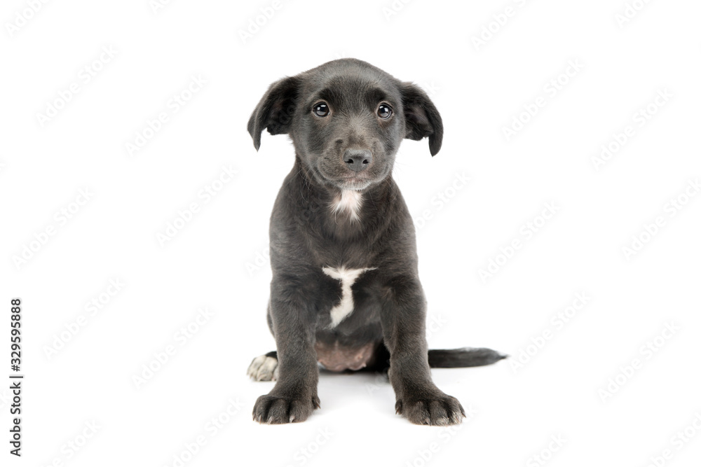 Studio shot of an adorable mixed breed puppy